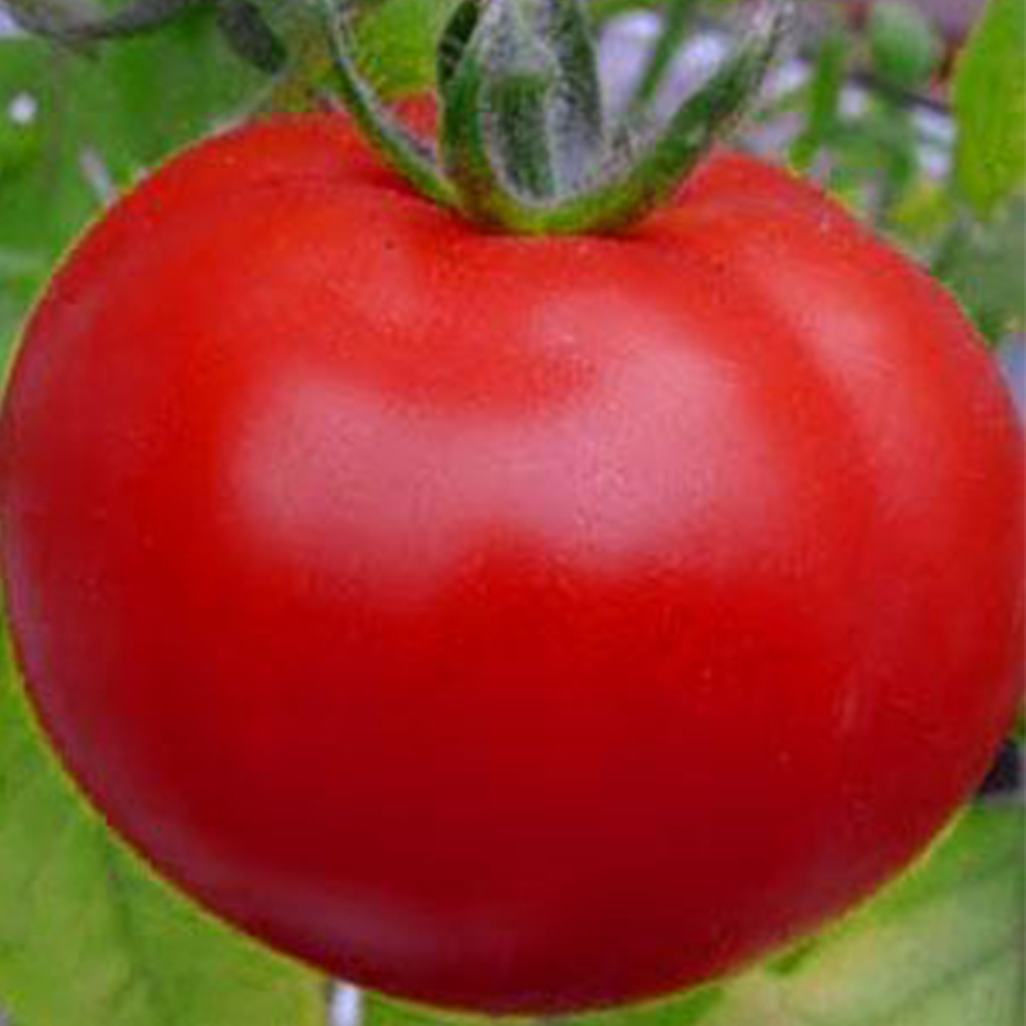 Peron Sprayless Tomato Seeds ~25 Seeds- Heirloom, Non-GMO, Gardening - Buy Non-GMO, Open Pollinated Seeds Online - Best Seed Sup