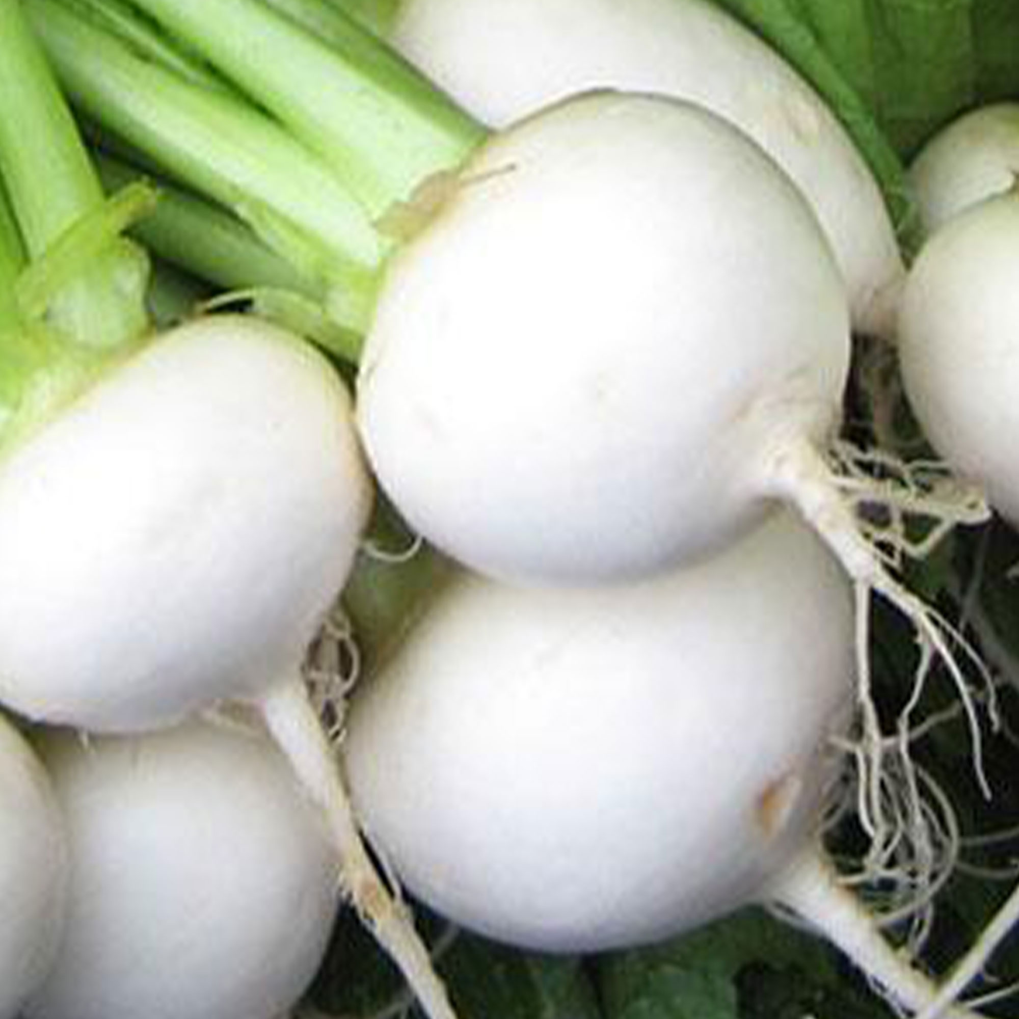 White Egg Turnip Seeds - 5 LB Bulk ~760,000 - Gardening & Micro Greens - Buy Non-GMO Brassica rapa Farm & Gardening Seeds Online