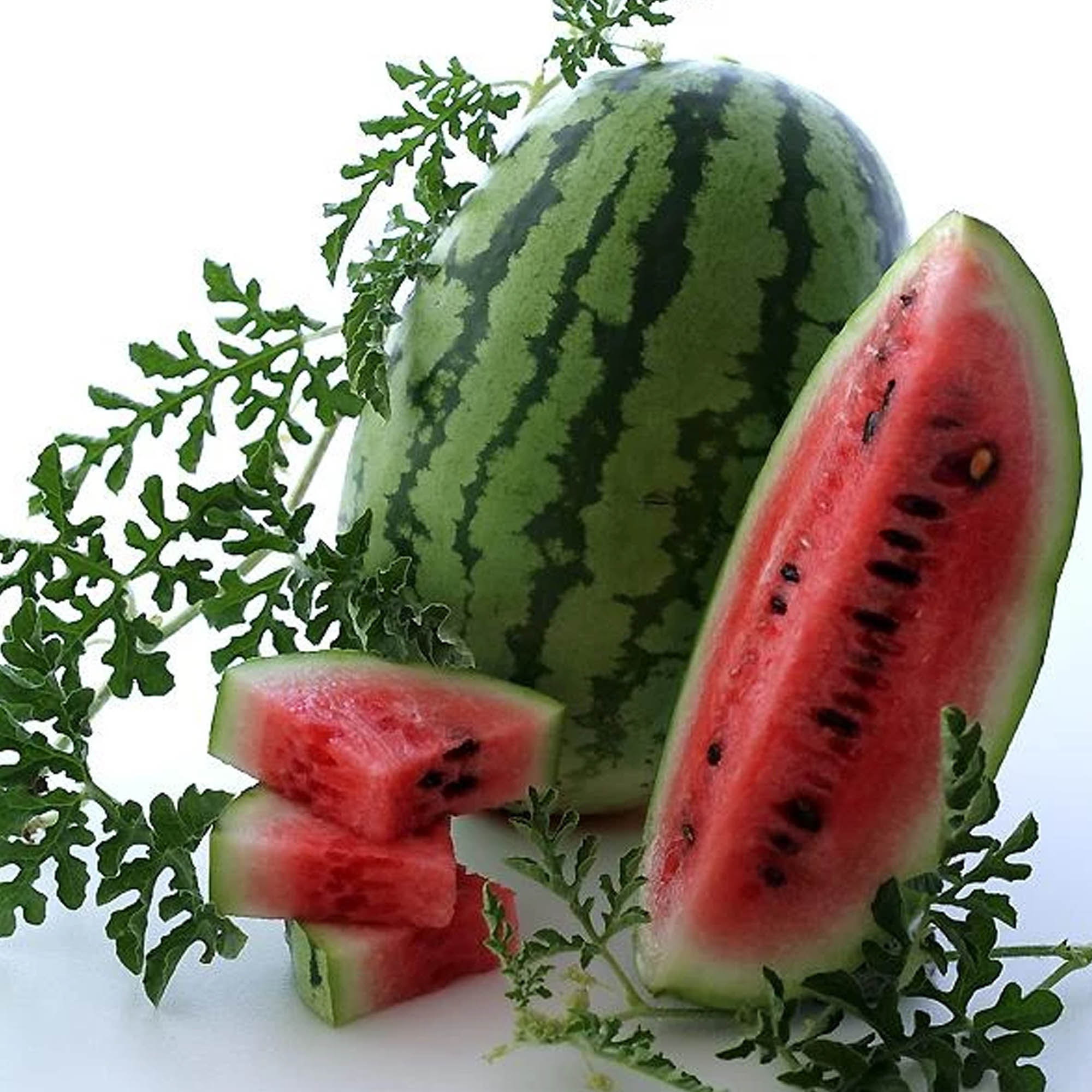 Bush Jubilee Watermelon Seeds- 2 g ~16 Seeds - Heirloom, Fruit Garden - Buy Non-GMO Citrullus lanatus Farm & Gardening Seeds Onl