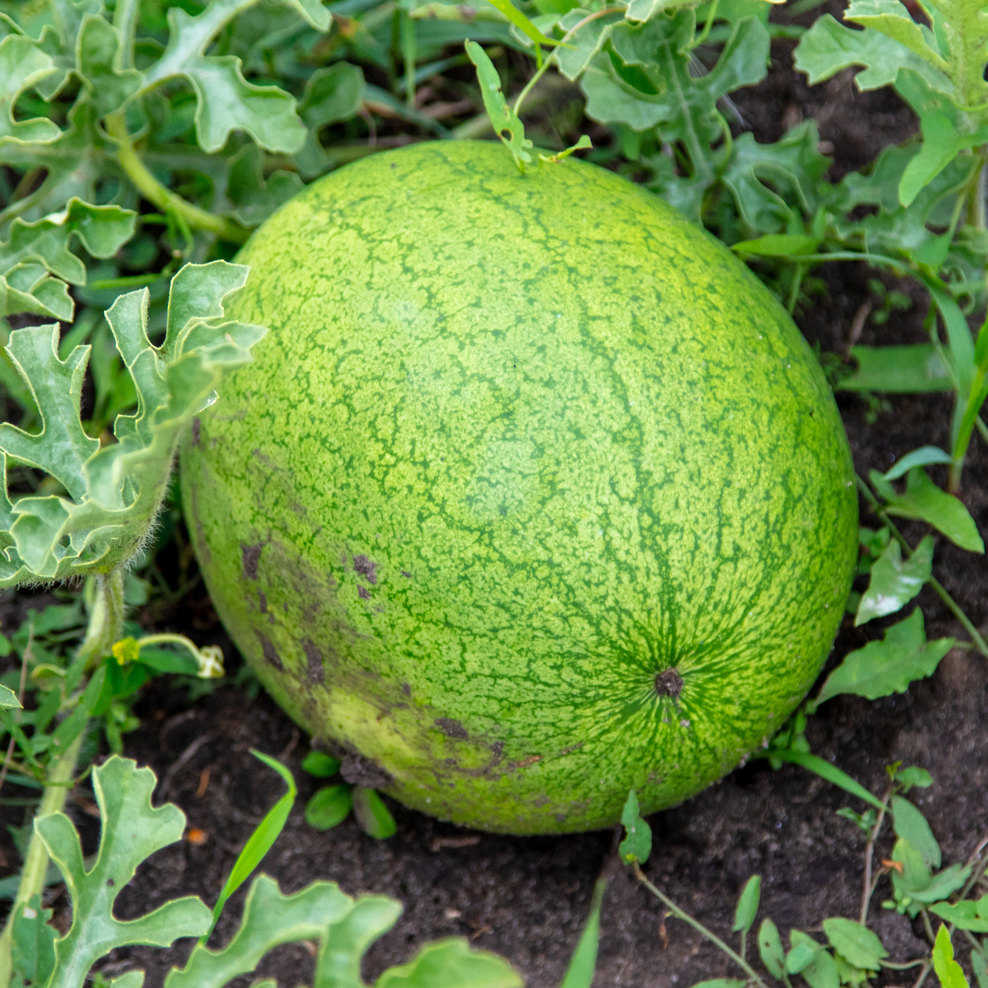 Watermelon, Greybelle - 1 Lb ~6,720 Seeds - Heirloom Fruit Garden - Buy Non-GMO Citrullus lanatus Farm & Gardening Seeds Online