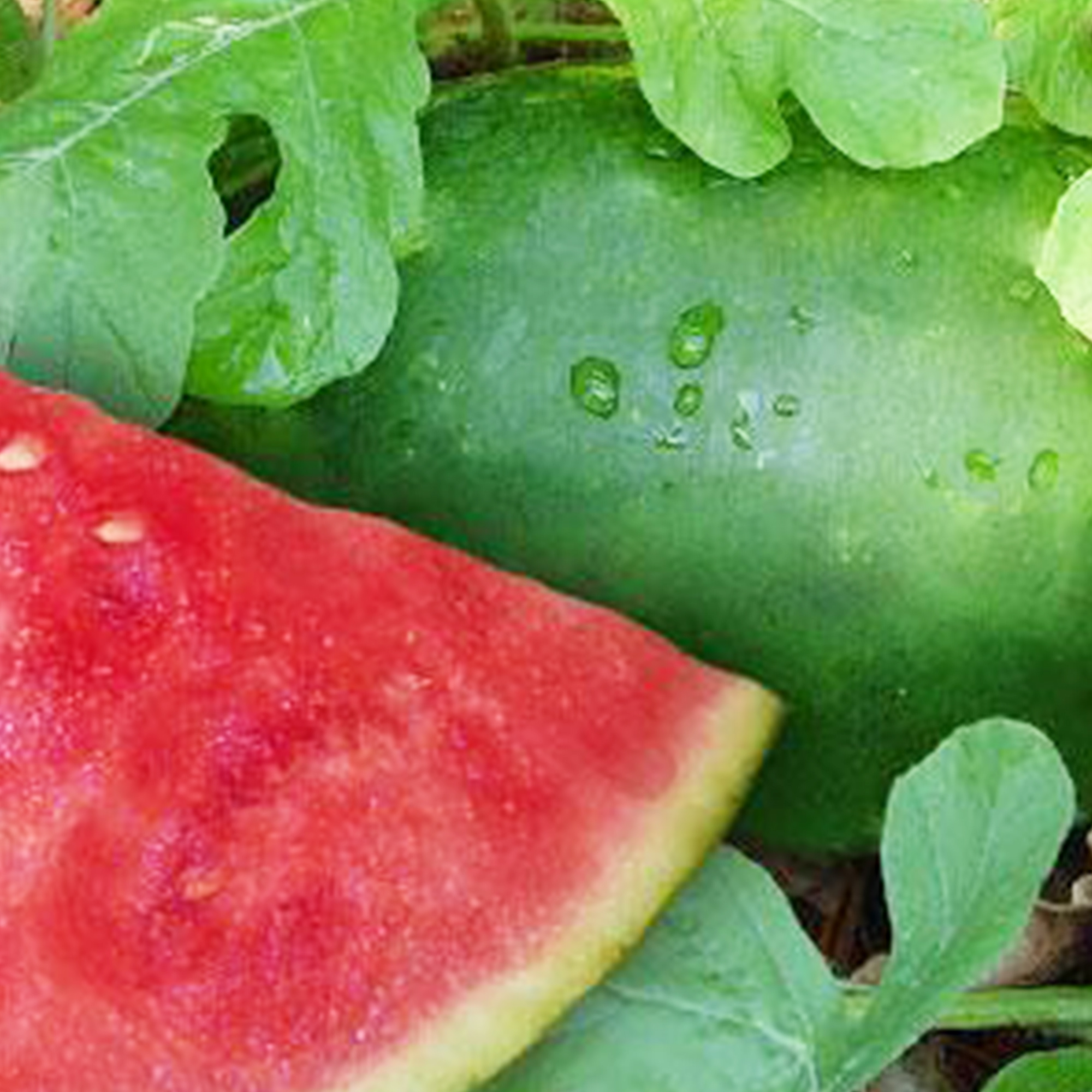Kleckley's Sweet Watermelon Seeds - 1/4 LB Bulk ~900 Seeds - Non-GMO - Buy Non-GMO Citrullus lanatus Farm & Gardening Seeds Onli