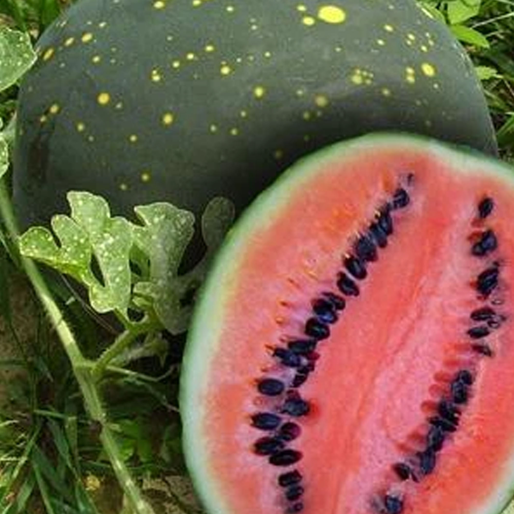 Organic Moon & Stars Watermelon Seeds - 2 g ~25- Heirloom, Gardening - Buy Non-GMO Citrullus lanatus Farm & Gardening Seeds Onli