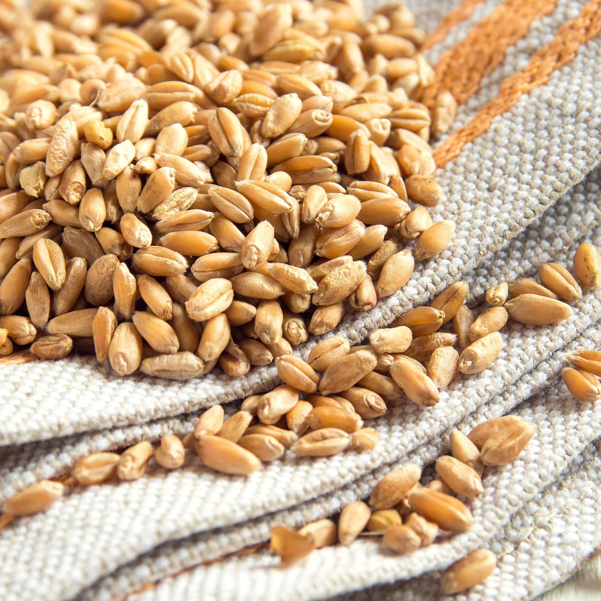 Grain, Wheat - Yamhill - 1 Oz ~500 Seeds - Non-GMO Winter Gardening - Buy Non-GMO Triticum aestivum Farm & Gardening Seeds Onlin