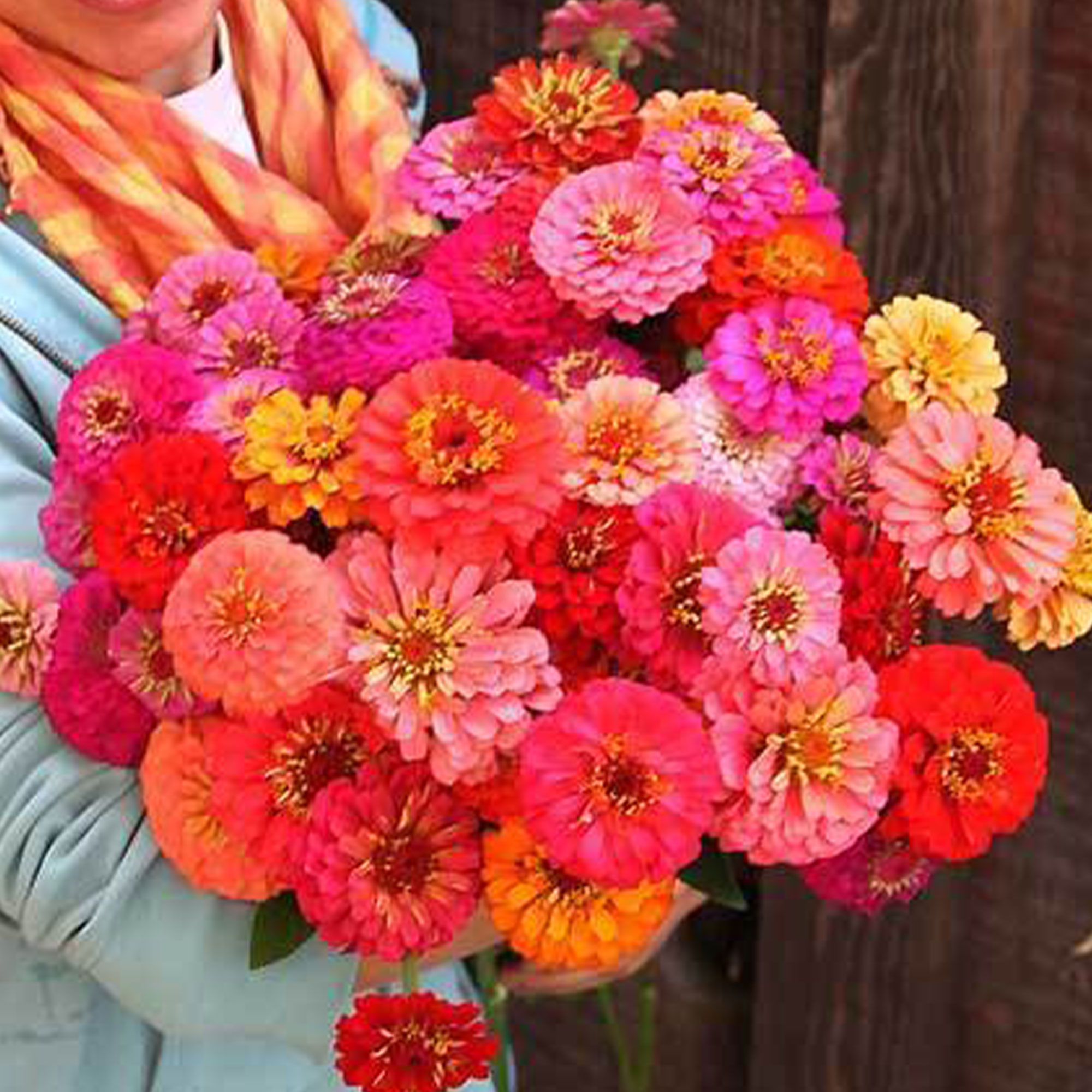 Pumila Pompon Zinnia Seeds - 500 Mg ~55 Seeds - Annual - Flower