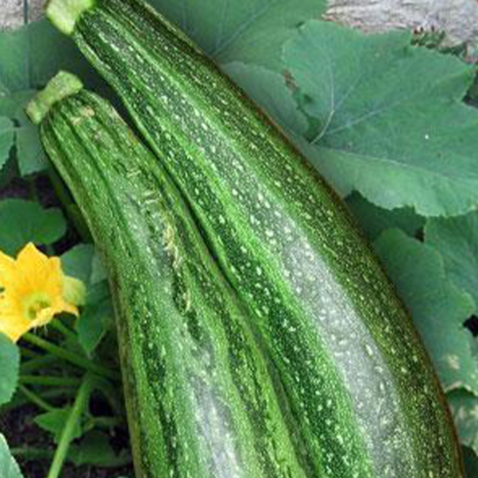 Caserta Zucchini Seeds - 1/4 LB ~900 Seeds - Heirloom, Garden Squash - Buy Non-GMO, Open Pollinated Seeds Online - Best Seed Sup