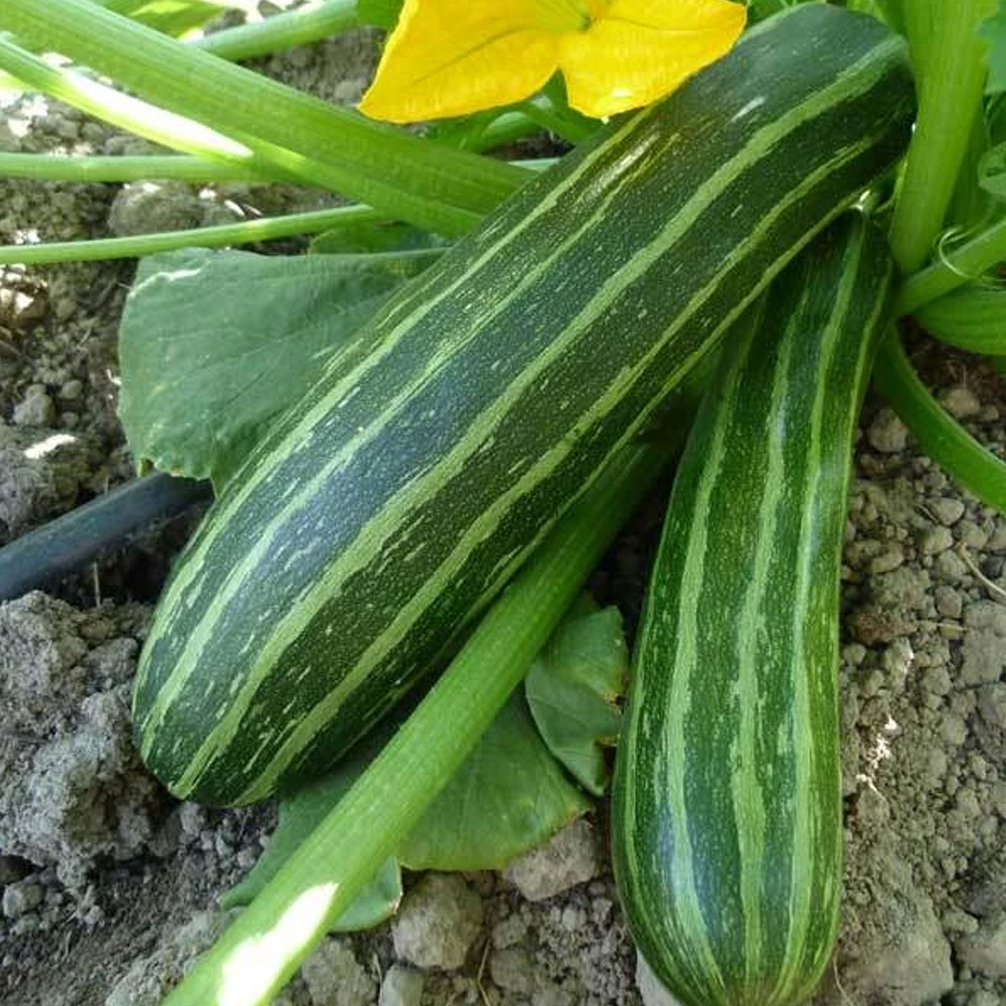 Cocozelle Zucchini Squash - 1/4 LB Bulk ~700 Seeds, Non-GMO, Vegetable - Buy Non-GMO Cucurbita pepo Farm & Gardening Seeds Onlin